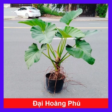 Cây Đại Hoàng Phú - Cây cảnh phong thủy trong nhà, may mắn tài lộc, chỉ 65.000đ