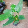 Cây Đại Hoàng Phú - Cây cảnh phong thủy trong nhà, may mắn tài lộc, chỉ 65.000đ 2