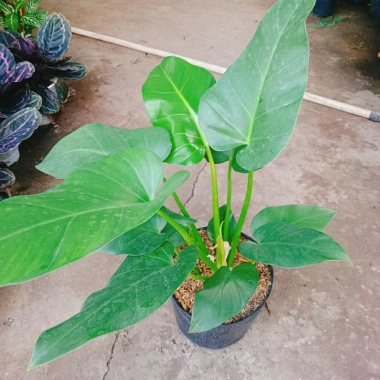 Cây Đại Hoàng Phú - Cây cảnh phong thủy trong nhà, may mắn tài lộc, chỉ 65.000đ 2 Cây Đại Hoàng Phú - Cây cảnh phong thủy trong nhà, may mắn tài lộc, chỉ 65.000đ 2