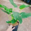 Cây Đại Hoàng Phú - Cây cảnh phong thủy trong nhà, may mắn tài lộc, chỉ 65.000đ 3