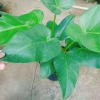 Cây Đại Hoàng Phú - Cây cảnh phong thủy trong nhà, may mắn tài lộc, chỉ 65.000đ 4