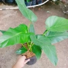 Cây Đại Hoàng Phú - Cây cảnh phong thủy trong nhà, may mắn tài lộc, chỉ 65.000đ 5