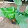 Cây Đại Hoàng Phú - Cây cảnh phong thủy trong nhà, may mắn tài lộc, chỉ 65.000đ 6