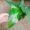 Cây Đại Hoàng Phú - Cây cảnh phong thủy trong nhà, may mắn tài lộc, chỉ 65.000đ 7