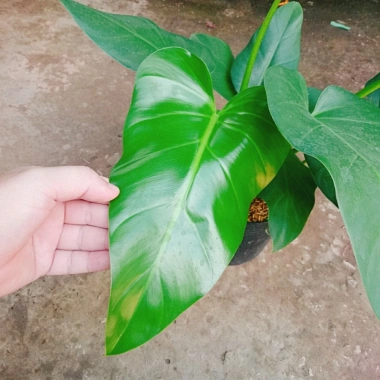 Cây Đại Hoàng Phú - Cây cảnh phong thủy trong nhà, may mắn tài lộc, chỉ 65.000đ 7 Cây Đại Hoàng Phú - Cây cảnh phong thủy trong nhà, may mắn tài lộc, chỉ 65.000đ 7