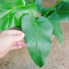 Cây Đại Hoàng Phú - Cây cảnh phong thủy trong nhà, may mắn tài lộc, chỉ 65.000đ 8