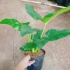 Cây Đại Hoàng Phú - Cây cảnh phong thủy trong nhà, may mắn tài lộc, chỉ 65.000đ 9