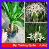 Cây Đại Tướng Quân lớn 50-80cm - Náng hoa trắng, chậu dược liệu, giảm giá 55k