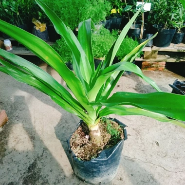 Cây Đại Tướng Quân lớn 50-80cm - Náng hoa trắng, chậu dược liệu, giảm giá 55k 2