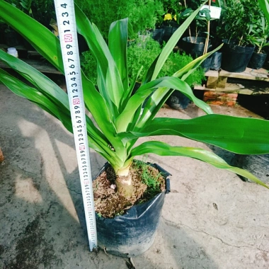 Cây Đại Tướng Quân lớn 50-80cm - Náng hoa trắng, chậu dược liệu, giảm giá 55k 3