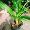 Cây Đại Tướng Quân lớn 50-80cm - Náng hoa trắng, chậu dược liệu, giảm giá 55k 4