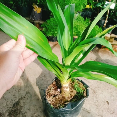 Cây Đại Tướng Quân lớn 50-80cm - Náng hoa trắng, chậu dược liệu, giảm giá 55k 4
