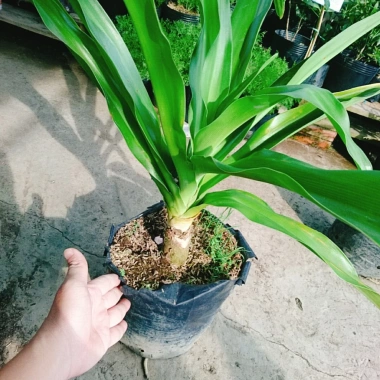 Cây Đại Tướng Quân lớn 50-80cm - Náng hoa trắng, chậu dược liệu, giảm giá 55k 5