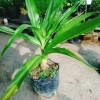 Cây Đại Tướng Quân lớn 50-80cm - Náng hoa trắng, chậu dược liệu, giảm giá 55k 6