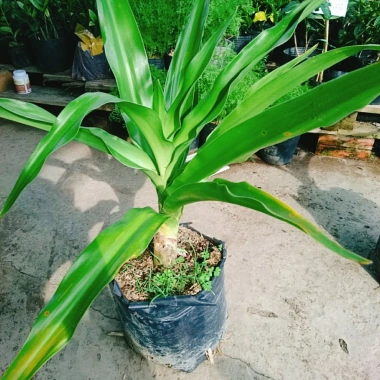 Cây Đại Tướng Quân lớn 50-80cm - Náng hoa trắng, chậu dược liệu, giảm giá 55k 6
