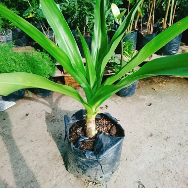 Cây Đại Tướng Quân lớn 50-80cm - Náng hoa trắng, chậu dược liệu, giảm giá 55k 7