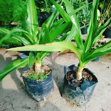 Cây Đại Tướng Quân lớn 50-80cm - Náng hoa trắng, chậu dược liệu, giảm giá 55k 8