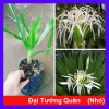 Cây Đại Tướng Quân lớn 50-80cm - Náng hoa trắng, chậu dược liệu, giảm giá 55k 10