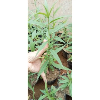 Cây Đào Giống & Hạt Giống Đào Phái – Chất Lượng Cao, Giá 19.000 VNĐ, Hàng Nhà Trồng 3 Cây Đào Giống & Hạt Giống Đào Phái – Chất Lượng Cao, Giá 19.000 VNĐ, Hàng Nhà Trồng 3