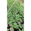 Cây Đào Giống & Hạt Giống Đào Phái – Chất Lượng Cao, Giá 19.000 VNĐ, Hàng Nhà Trồng 6