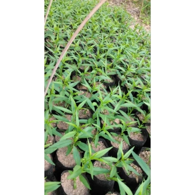 Cây Đào Giống & Hạt Giống Đào Phái – Chất Lượng Cao, Giá 19.000 VNĐ, Hàng Nhà Trồng