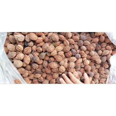 Cây Đào Giống & Hạt Giống Đào Phái – Chất Lượng Cao, Giá 19.000 VNĐ, Hàng Nhà Trồng