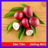 Cây đào tiên Nhật Bản - cây ăn quả 1 năm ra quả, giá chỉ 19.000đ, khuyến mãi đặc biệt