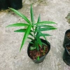 Cây đào tiên Nhật Bản - cây ăn quả 1 năm ra quả, giá chỉ 19.000đ, khuyến mãi đặc biệt 2
