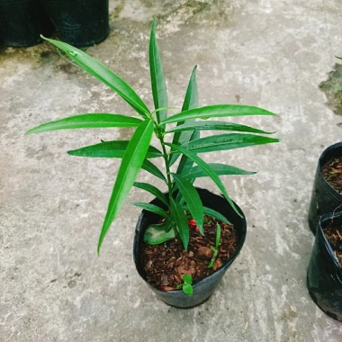 Cây đào tiên Nhật Bản - cây ăn quả 1 năm ra quả, giá chỉ 19.000đ, khuyến mãi đặc biệt 2
