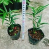 Cây đào tiên Nhật Bản - cây ăn quả 1 năm ra quả, giá chỉ 19.000đ, khuyến mãi đặc biệt 3