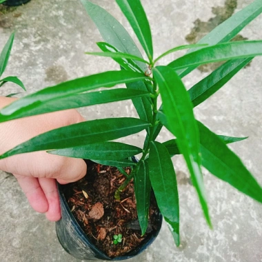 Cây đào tiên Nhật Bản - cây ăn quả 1 năm ra quả, giá chỉ 19.000đ, khuyến mãi đặc biệt 4