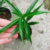 Cây đào tiên Nhật Bản - cây ăn quả 1 năm ra quả, giá chỉ 19.000đ, khuyến mãi đặc biệt 5
