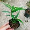 Cây đào tiên Nhật Bản - cây ăn quả 1 năm ra quả, giá chỉ 19.000đ, khuyến mãi đặc biệt 6