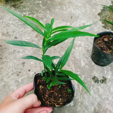 Cây đào tiên Nhật Bản - cây ăn quả 1 năm ra quả, giá chỉ 19.000đ, khuyến mãi đặc biệt 6