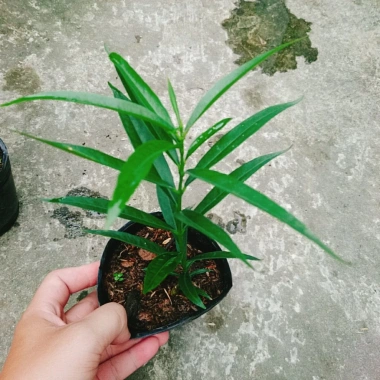 Cây đào tiên Nhật Bản - cây ăn quả 1 năm ra quả, giá chỉ 19.000đ, khuyến mãi đặc biệt 7