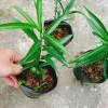 Cây đào tiên Nhật Bản - cây ăn quả 1 năm ra quả, giá chỉ 19.000đ, khuyến mãi đặc biệt 8