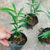 Cây đào tiên Nhật Bản - cây ăn quả 1 năm ra quả, giá chỉ 19.000đ, khuyến mãi đặc biệt 9