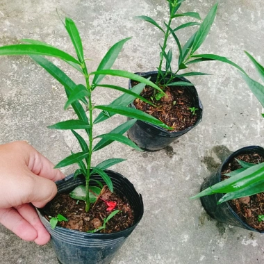 Cây đào tiên Nhật Bản - cây ăn quả 1 năm ra quả, giá chỉ 19.000đ, khuyến mãi đặc biệt 9