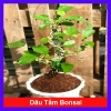 Cây dâu tằm Bonsai chậu cây cảnh để bàn - Mini xinh, giá ưu đãi 45.000đ