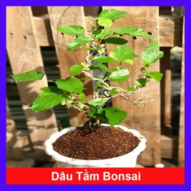 Cây dâu tằm Bonsai chậu cây cảnh để bàn - Mini xinh, giá ưu đãi 45.000đ
