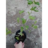 Cây dâu tằm Bonsai chậu cây cảnh để bàn - Mini xinh, giá ưu đãi 45.000đ 2