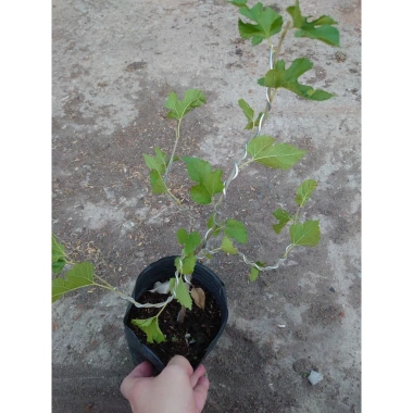 Cây dâu tằm Bonsai chậu cây cảnh để bàn - Mini xinh, giá ưu đãi 45.000đ