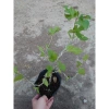 Cây dâu tằm Bonsai chậu cây cảnh để bàn - Mini xinh, giá ưu đãi 45.000đ 3
