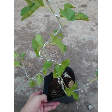 Cây dâu tằm Bonsai chậu cây cảnh để bàn - Mini xinh, giá ưu đãi 45.000đ 4 Cây dâu tằm Bonsai chậu cây cảnh để bàn - Mini xinh, giá ưu đãi 45.000đ 4