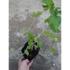 Cây dâu tằm Bonsai chậu cây cảnh để bàn - Mini xinh, giá ưu đãi 45.000đ 5
