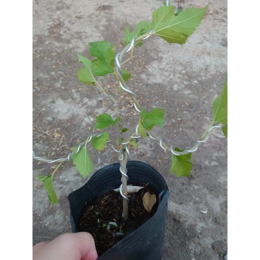 Cây dâu tằm Bonsai chậu cây cảnh để bàn - Mini xinh, giá ưu đãi 45.000đ