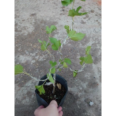 Cây dâu tằm Bonsai chậu cây cảnh để bàn - Mini xinh, giá ưu đãi 45.000đ