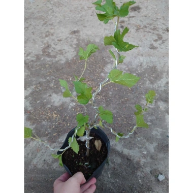 Cây dâu tằm Bonsai chậu cây cảnh để bàn - Mini xinh, giá ưu đãi 45.000đ