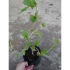 Cây dâu tằm Bonsai chậu cây cảnh để bàn - Mini xinh, giá ưu đãi 45.000đ 9