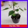 Cây dâu tằm Bonsai chậu cây cảnh để bàn - Mini xinh, giá ưu đãi 45.000đ 10